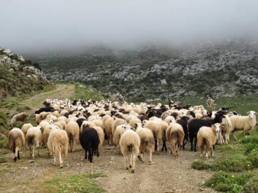 Βοσκοτόπια
