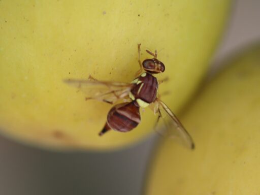 Bactrocera zonata